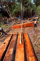 Logging operations in Tanjung Puting NP, Central Kalimantan, Borneo, Indonesia