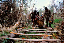 Bringing out timber from Tanjung Puting NP, Central Kalimantan, Borneo, Indonesia