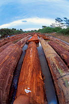 Deforestation -Timber float , Kutai river, Central Kalimantan, Borneo