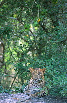 Male Leopard cub resting {Panthera pardus} Yala NP, Sri Lanka
