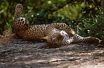 Male Leopard cub {Panthera pardus} relaxing on rock, Yala NP, Sri Lanka