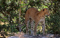 Male Leopard cub {Panthera pardus} Yala NP, Sri Lanka