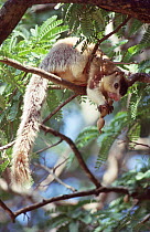 Grizzled giant squirrel {Ratufa macroura} feeding on seed pods, Udawalawe NP, Sri Lanka