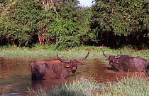 Water buffalo {Bubalus arnee} Yala NP, Sri Lanka