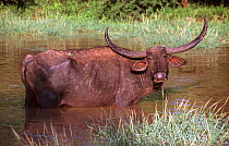 Water buffalo {Bubalus arnee} Yala NP, Sri Lanka
