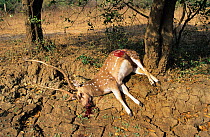 Chital deer {Axis axis} killed by Leopard {Panthera pardus} Yala National Park, Sri Lanka