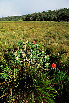 Wild Rhododendron in flower (Rhododendron sp)Horton Plains, Sri Lanka