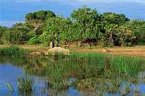 Wetland habitat of Yala NP, Sri Lanka