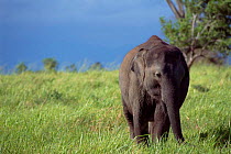 Indian elephant grazing {Elephas maximus} Ude Walawe NP, Sri Lanka