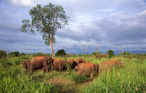 Indian elephant herd {Elephas maximus} grazing in long grass, Udawalawe NP, Sri Lanka