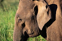 Indian elephant head profile portrait {Elephas maximus} Ude Walawe NP, Sri Lanka