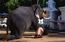 Temple Elephant presents lotus to Buddha, Colombo, Sri Lanka, Bellancoffa temple
