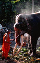 Priest washing domestic Indian elephant {Elephas maximus} with huge tusks, Ganga Ramya temple, Colombo, Sri Lanka