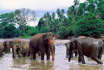 Indian elephants in water {Elephas maximus} Pinnawela Orphanage, Sri Lanka