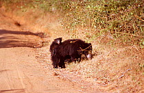 Sloth bear carrying cub on back {Melursus ursinus} Yala NP, Sri Lanka