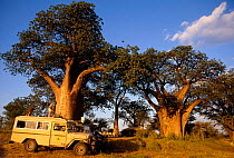 Safari vehicles and tourist camp under Baobab trees, Kalahari National Park, Botswana