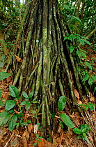 Stilt roots of Palm tree Manu National Park, Peru