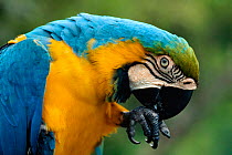 Blue and yellow macaw {Ara ararauna} S America