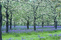 Apple tree blossom with bluebells - Orchard in Hinknowle, Dorset, England