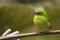 Green honeycreeper {Chlorophanes spiza} female perched, Venezuela, South America.