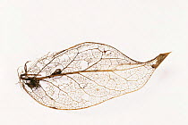 Holly leaf skeleton - no prickles because from top of tree {Ilex aquifolium} veins