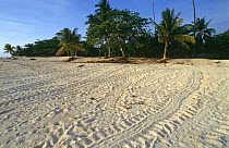 Green turtle tracks on beach {Chelonia mydas} Turtle Island, Philippines