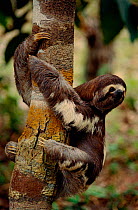 Pale throated sloth climbing tree {Bradypus tridactylus} Manaus, Brazil.