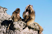 Gelada baboon pair {Theropithecus gelada} Simien Mountain NP, Ethiopia