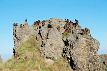 Gelada baboon troop on rock {Theropithecus gelada} Simien Mt NP, Ethiopia