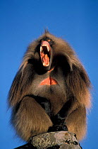 Gelada baboon male threat display {Theropithecus gelada} Simien Mt NP, Ethiopia