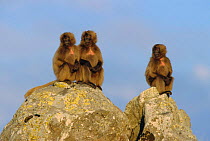 Gelada baboon juvenile group {Theropithecus gelada} sitting on rocks, Simien Mt NP, Ethiopia
