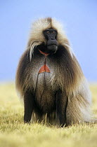 Gelada baboon {Theropithecus gelada} male, Simien Mountains NP, Ethiopia