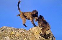 Gelada baboon {Theropithecus gelada} juveniles playing on rocks, Simien Mountains NP, Ethiopia