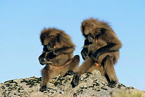 Gelada baboon subadult males grooming {Theropithecus gelada} Simien Mt NP, Ethiopia