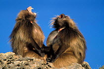 Gelada baboon males threat display {Theropithecus gelada} Simien Mt NP, Ethiopia