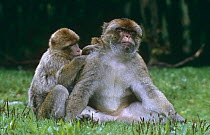 Barbary apes grooming {Macaca sylvanus} Captive, from North Africa