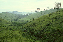 Deforestation of tropical rainforest for cattle pasture, Butembo, Democratic Republic of Congo