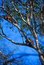 Three Fossas in tree, two are mating,  Western Dry Forest, Madagascar