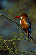 White breasted kingfisher {Halcyon smyrnensis} India.