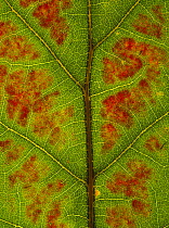 Red oak {Quercus rubra} close-up of leaf showing autumn colour change, UK,  Sequence 1/3