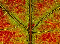 Red oak {Quercus rubra} close-up of leaf showing autumn colour change, UK,  Sequence 2/3
