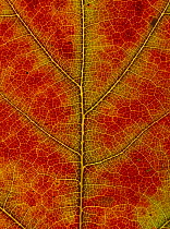 Red oak {Quercus rubra} close-up of leaf showing autumn colour change, UK,  Sequence 3/3