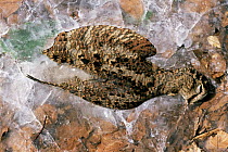 Woodcock dead in ice {Scolopax rusticola} Derbyshire, UK