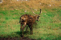 Red deer stag shaking off mud after wallowing {Cervus elaphus} Scotland, UK