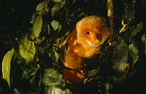 Spotted cuscus male {Phalanger maculatus} Lowland forest, Papua New Guinea.