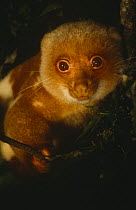 Spotted cuscus male {Phalanger maculatus} Lowland forest, Papua New Guinea.
