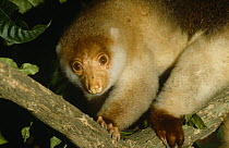 Spotted cuscus female {Phalanger maculatus} Lowland forest, Papua New Guinea.