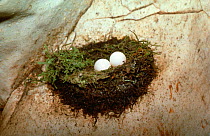 Mossy nest swiftlet eggs in nest in cave {Aerodramus salangana} Sarawak, Indonesia