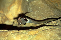 Cave racer snake {Elaphe taeniura} predating Diadem roundleaf bat, Sarawak, Borneo, Malaysia