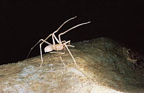 Blind Ctenid cave spider using legs as antennae {Ctenidae} Mulu cave, Sarawak, Indonesia